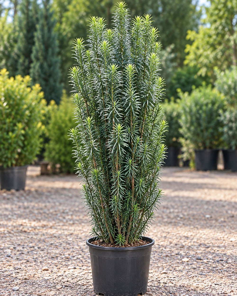 تاکسوس لوله ای
